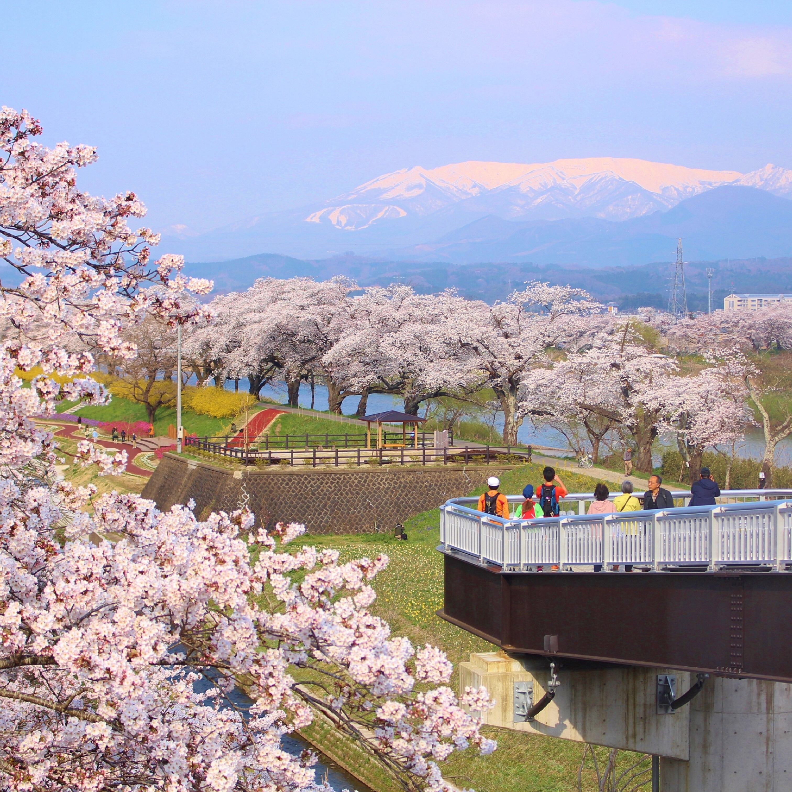 Miyagi, Japan, Cherry Blossom, Vaughn Lowery, 360 Magazine, 
