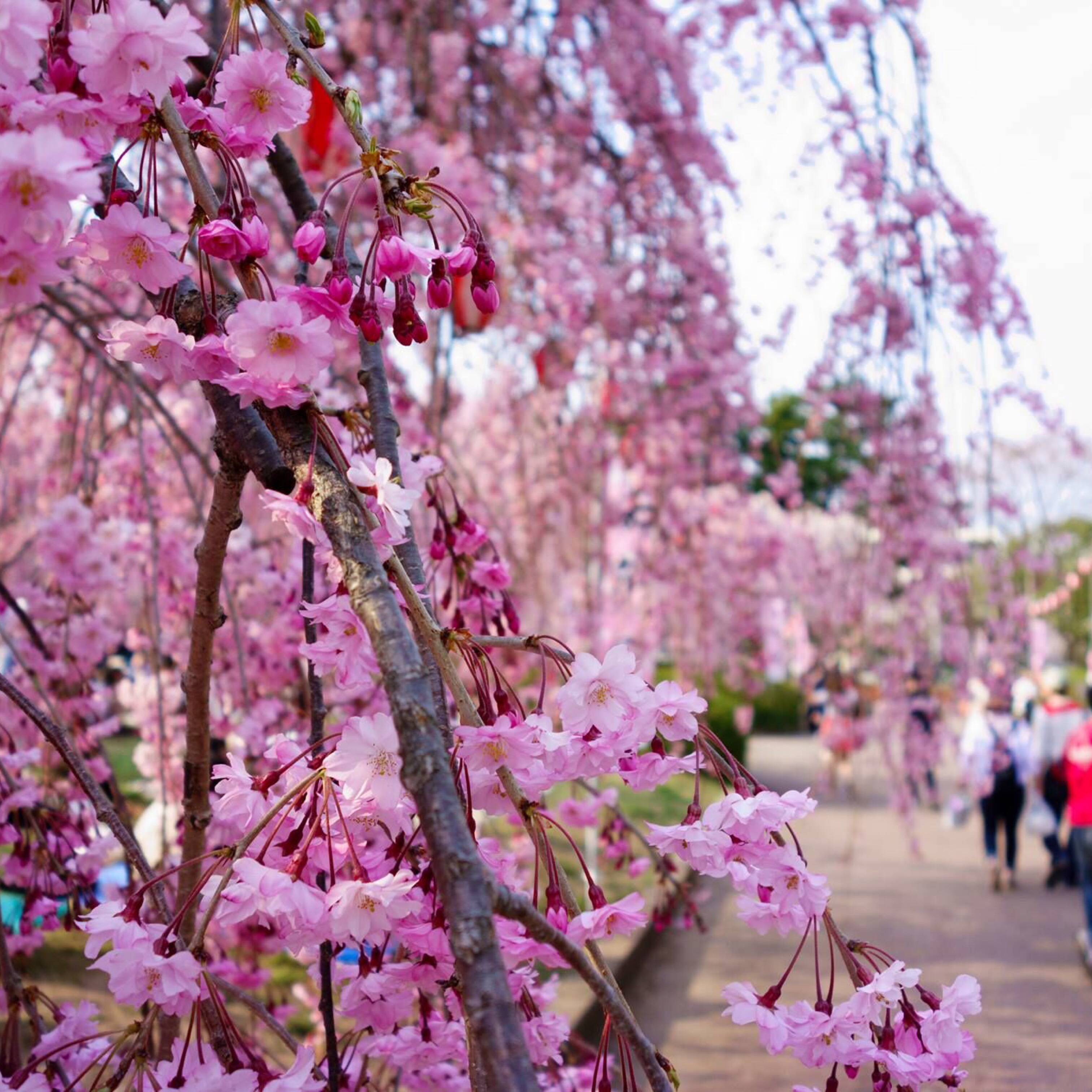 Miyagi, Japan, Cherry Blossom, Vaughn Lowery, 360 Magazine, 