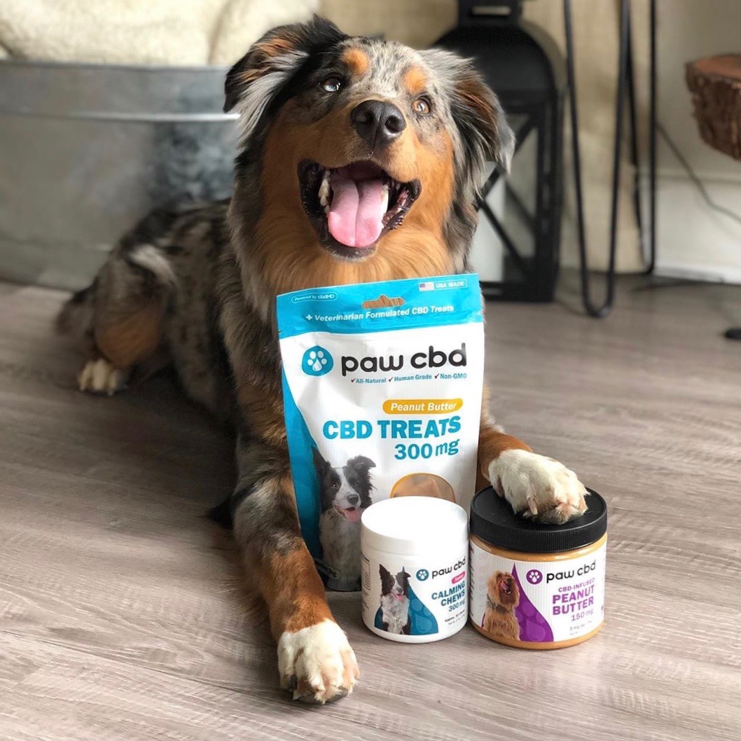 moose the mini aussie with cbdMD Paw CBD Line product for use by 360 Magazine