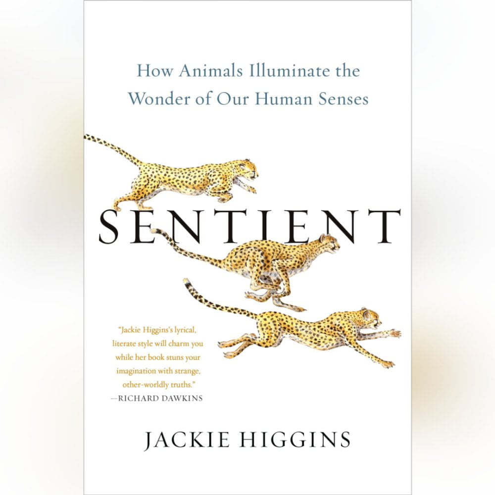 Sentient Jackie Higgins inside 360 MAGAZINE. 