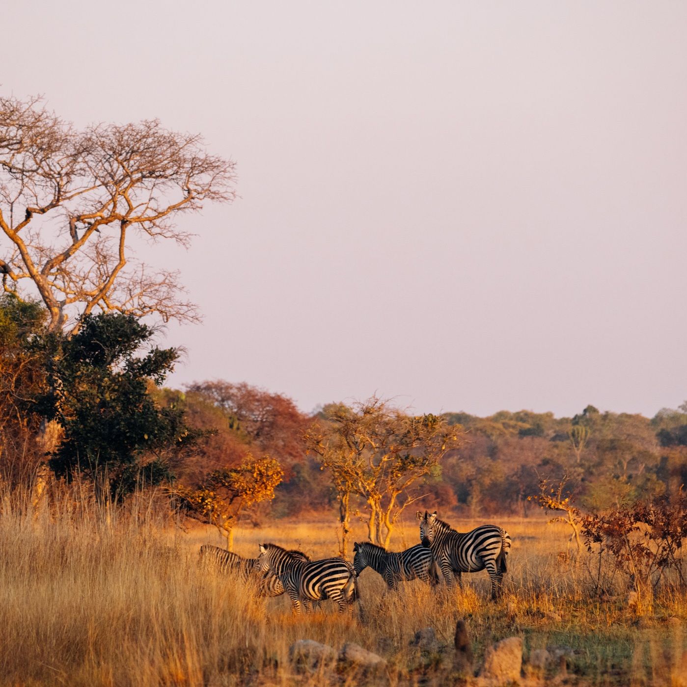 Zambia is for safari lovers via 360 MAGAZINE. 