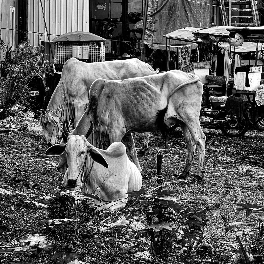 Emaciated cattle in Cambodia captured by Vaughn Lowery via 360 Magazine. 