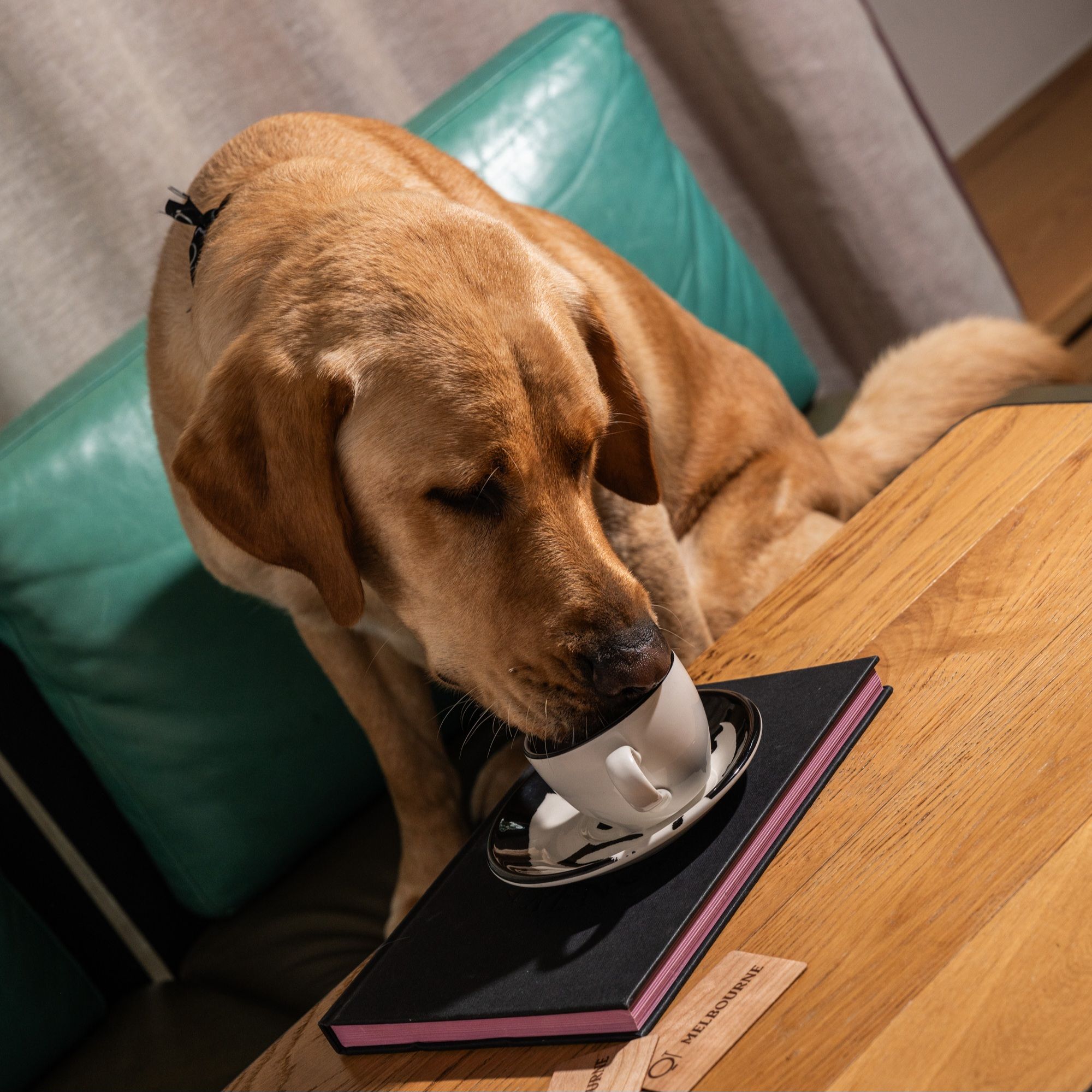 QT MELBOURNE Dog-Cierge named Russell via 360 Magazine.