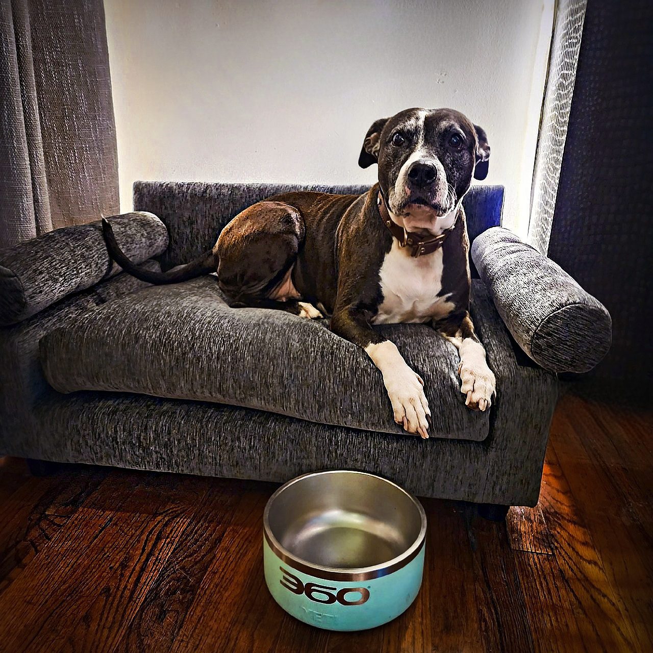 Vaughn Lowery 360 MAGAZINE CLUB NINE PETS.